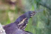 Black Bittern (Ixobrychus flavicollis)